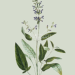 aromatherapy_sage1