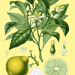 essential_ oils_bergamot1