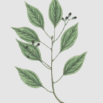 essential_oils_camphor1