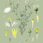 essential_oils_chamomile1