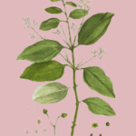 essential_oils_cinnamon1