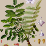 essential_oils_frankincense1