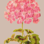 essential_oils_geranium1