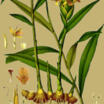 essential_oils_ginger1