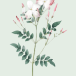 essential_oils_jasmine1