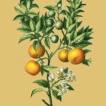 essential_oils_orange1