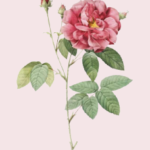 essential_oils_rose1