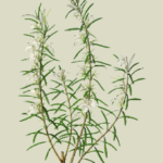 essential_oils_rosemary1