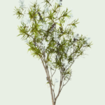 essential_oils_teatree1