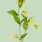essential_oils_ylangylang1